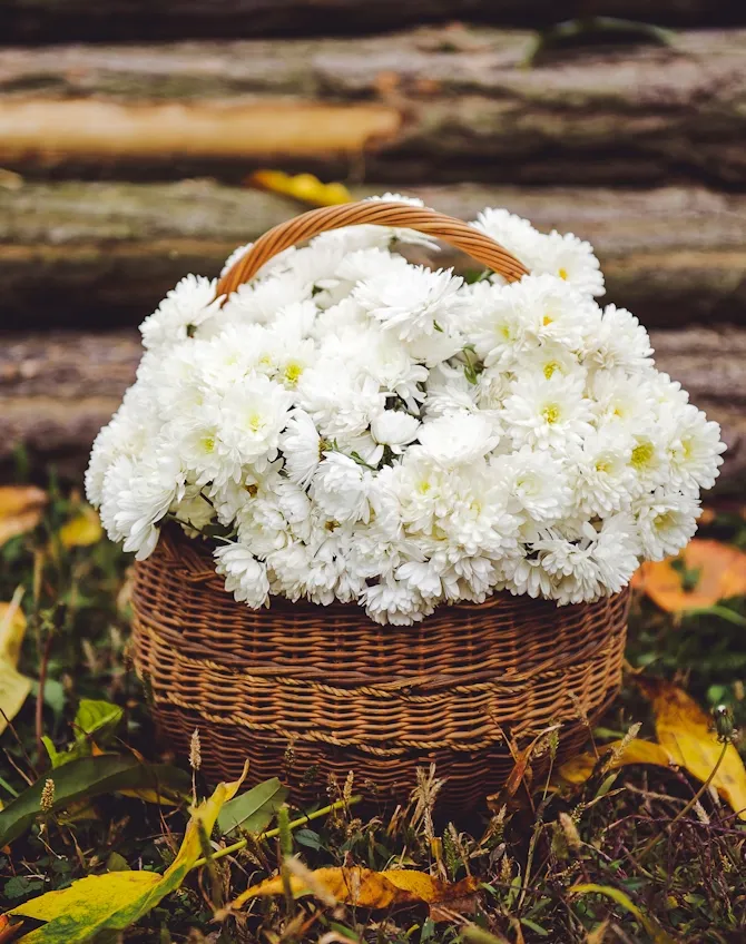 Sympathy - White Chrysanthemum Basket